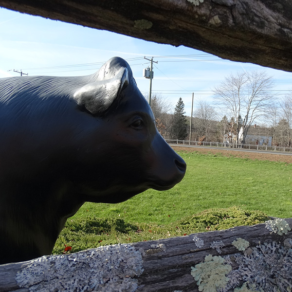 cow statue